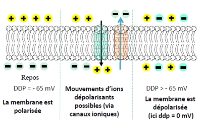 polarisation cellule humaine via membrane plasmique Champs Electromagnétiques Pulsés