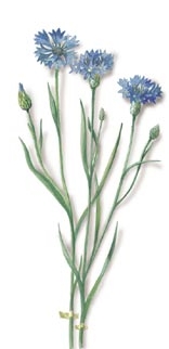 plante bleuet