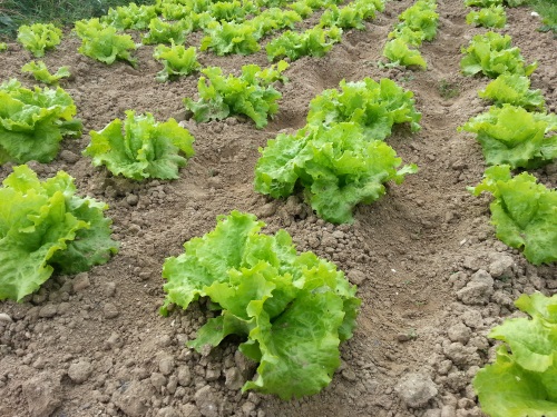 legumes-bio-marche-bio-producteurs-bio-locaux-pour-votre-cuisine-bio