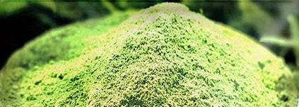 poudre-the-vert-matcha