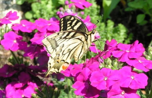 fleurs parfums de nature Encens et parfums dambiance