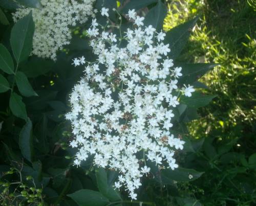 fleurs sureau Phytothérapie : Art & Usage des plantes médicinales