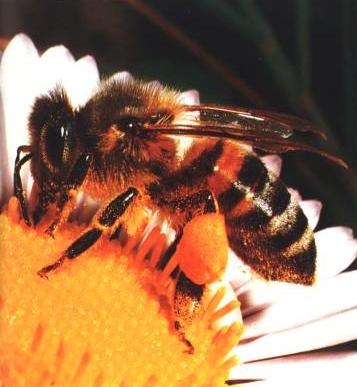 pollen produit de la ruche abeille Apithérapie
