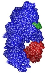 enzymes catalyse Oligothérapie