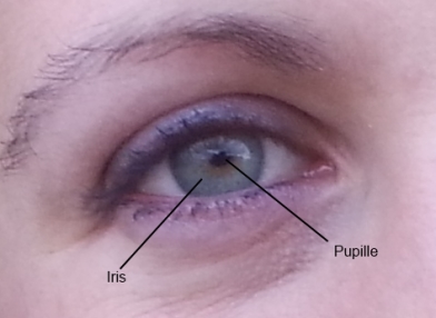 iris cornee oeil pupille Iridologie