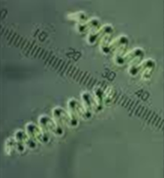 cyanobacterie-spiruline-complement-alimentaire-2