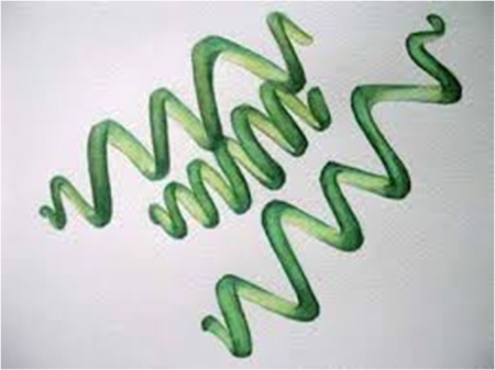 cyanobacterie-spiruline-complement-alimentaire-4
