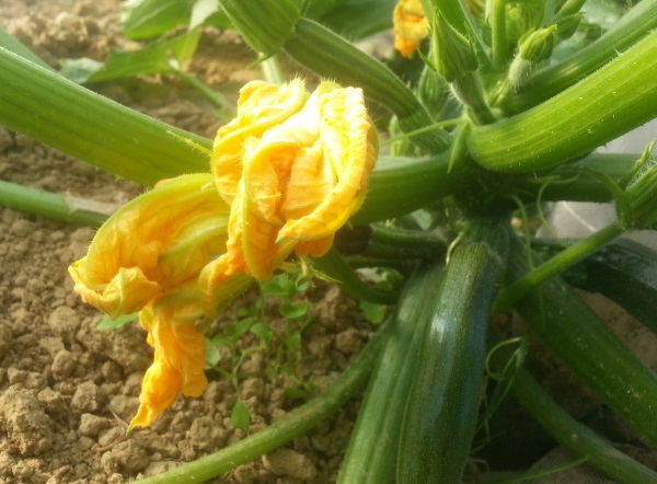 Acheter des légumes et fruits biologiques dans le pays Léonard