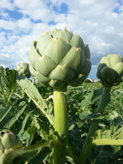 Artichaut et chardon marie, plantes amies du foie