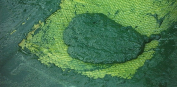 production-artisanale-france-spiruline-qualite