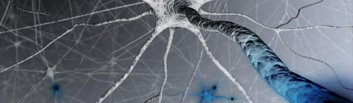 arborescence-neurones2