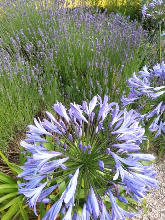 merveilleuse-nature-notre-bien-etre