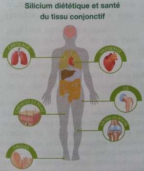 importance-silicium-organique-tissus-conjonctifs-panier-bien-etre-st-pol-de-leon-finistere-bretagne-1