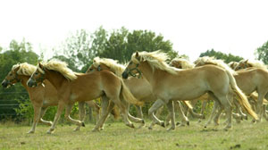 chevaux-court