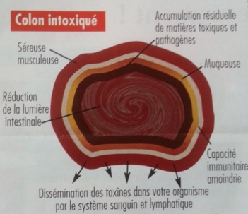 cure-detoxination-automne-detox-poumons-colon-gros-intestin-panier-bien-etre-st-pol-leon-finistere-3