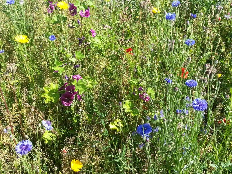 Permaculture, agriculture, agroécologie... Respect du vivant !