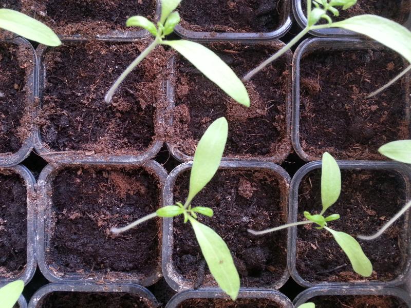 Des semences libres pour la biodiversité…