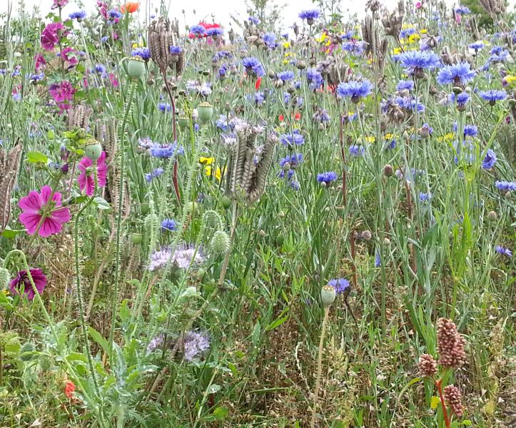 diversité naturelles de formes, de couleurs, d'espèces pour nos abeilles