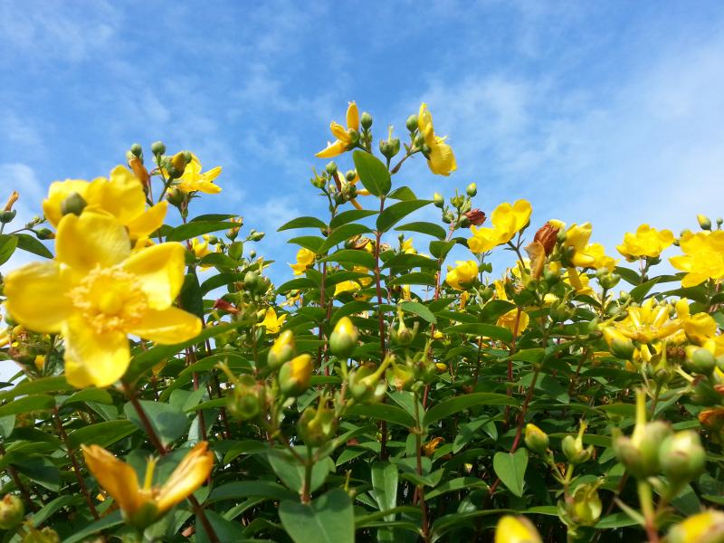 Des fleurs pour nos abeilles