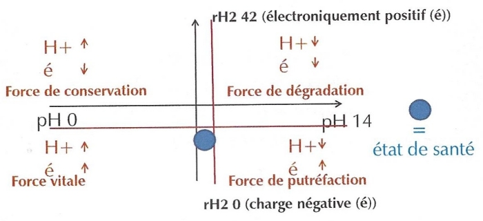 bio-électronique de Vincent