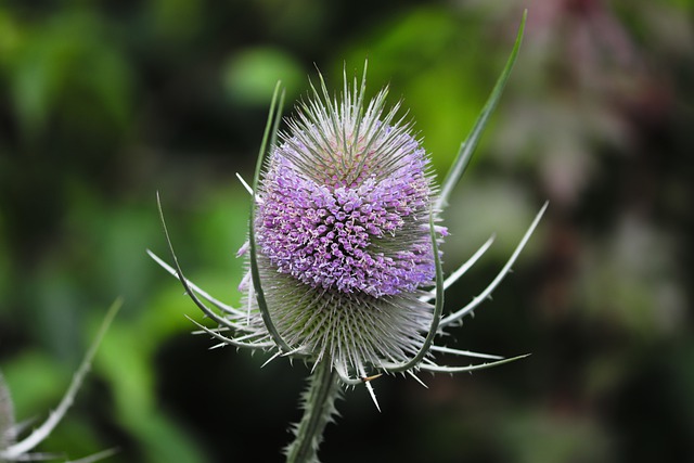 Photo de cardère. Crédit photo : Manfred Richter - Pixabay.