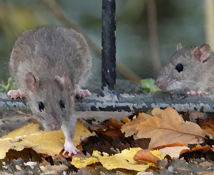Hantavirus, virus zoonotique c.-à-d. origine animale transmissible à l'homme